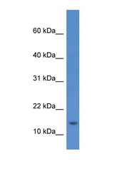 HIST1H2AE antibody LS-C145651 Western blot of 8226 Cell lysate. Antibody concentration 1 ug/ml.