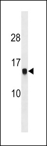 HIST1H2AG Antibody western blot of MCF-7 cell line lysates (35 ug/lane). The HIST1H2AG antibody detected the HIST1H2AG protein (arrow).