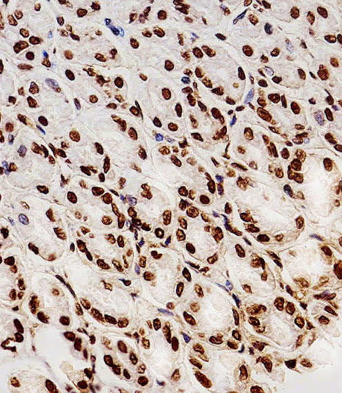Immunohistochemical of paraffin-embedded R. stomach section using HIST1H2AG Antibody. Antibody was diluted at 1:100 dilution. A peroxidase-conjugated goat anti-rabbit IgG at 1:400 dilution was used as the secondary antibody, followed by DAB staining.