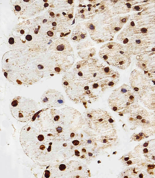 Immunohistochemical of paraffin-embedded M. pancreas section using HIST1H2AG Antibody. Antibody was diluted at 1:100 dilution. A peroxidase-conjugated goat anti-rabbit IgG at 1:400 dilution was used as the secondary antibody, followed by DAB staining.