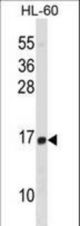 HIST1H2BD Antibody western blot of HL-60 cell line lysates (35 ug/lane). The HIST1H2BD antibody detected the HIST1H2BD protein (arrow).