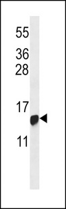 HIST1H2BG Antibody western blot of CEM cell line lysates (35 ug/lane). The HIST1H2BG antibody detected the HIST1H2BG protein (arrow).