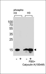 Western blot of extracts from HeLa cells,untreated or treated with FBS and Calyculin A,100nM, using phospho-H3-Ps10(left) or H3 antibody(right)