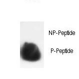 Dot blot of anti-Phospho-HIST1H3B3-S10 Phospho-specific antibody on nitrocellulose membrane. 50ng of Phospho-peptide or Non Phospho-peptide per dot were adsorbed. Antibody working concentrations are 0.5ug per ml.