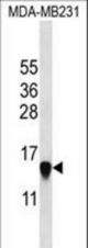 HIST2H2AA3 Antibody western blot of MDA-MB231 cell line lysates (35 ug/lane). The HIST2H2AA3 antibody detected the HIST2H2AA3 protein (arrow).