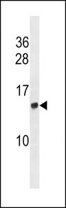 HIST2H2AC Antibody western blot of 293 cell line lysates (35 ug/lane). The HIST2H2AC antibody detected the HIST2H2AC protein (arrow).