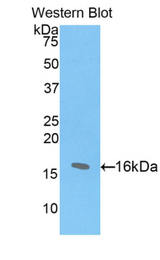 Western blot of recombinant HIST2H2AC.