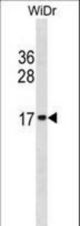 HIST2H2BE Antibody western blot of WiDr cell line lysates (35 ug/lane). The HIST2H2BE antibody detected the HIST2H2BE protein (arrow).