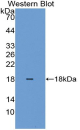 Western blot of recombinant HIST2H2BE.