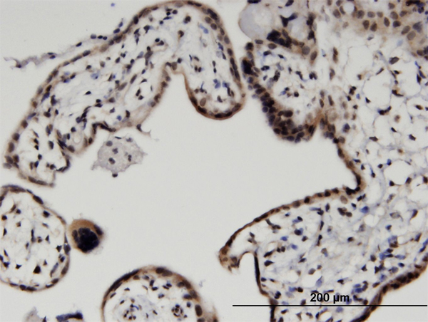 Immunoperoxidase of monoclonal antibody to HIST2H2BE on formalin-fixed paraffin-embedded human placenta. [antibody concentration 5 ug/ml]