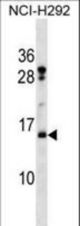 HIST2H2BF Antibody western blot of NCI-H292 cell line lysates (35 ug/lane). The HIST2H2BF antibody detected the HIST2H2BF protein (arrow).