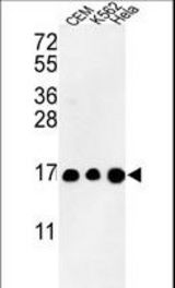 Western blot of HIST3H3 Antibody in CEM, K562, HL-60 cell line lysates (35 ug/lane). HIST3H3 (arrow) was detected using the purified antibody.