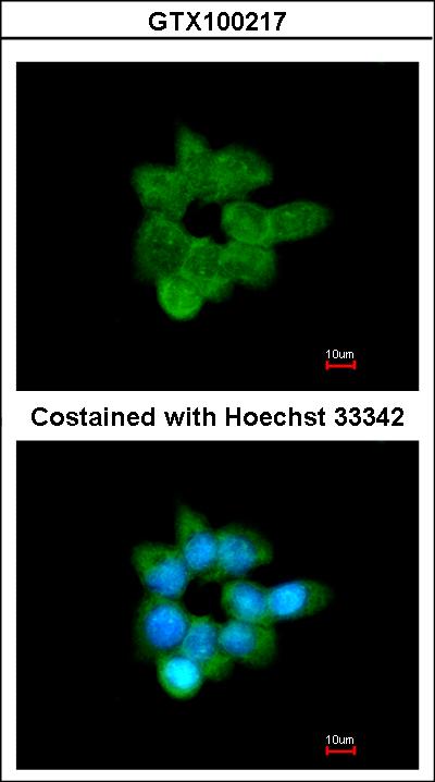 Immunofluorescence of methanol-fixed A431 using CLCA1 antibody at 1:200 dilution.