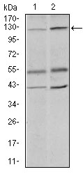 Western blot using PIWIL4 mouse monoclonal antibody against PC-3 (1) and PANC-1 (2) cell lysate.