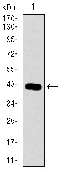 Western blot using PIWIL4 monoclonal antibody against human PIWIL4 recombinant protein. (Expected MW is 40.8 kDa)