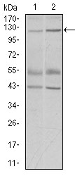 Western blot using PIWIL4 mouse monoclonal antibody against PC-3 (1) and PANC-1 (2) cell lysate.