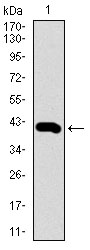 Western blot using PIWIL4 monoclonal antibody against human PIWIL4 recombinant protein. (Expected MW is 40.8 kDa)