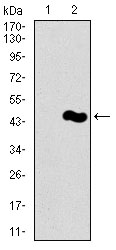 Western blot using PIWIL4 monoclonal antibody against HEK293 (1) and PIWIL4 (AA: 304-434)-hIgGFc transfected HEK293 (2) cell lysate.