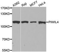 Western blot analysis of extracts of various cell lines, using PIWIL4 antibody.