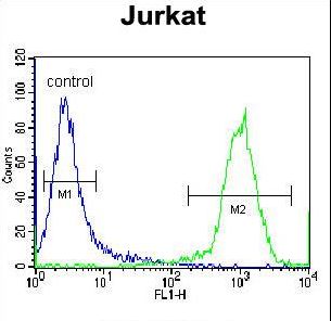 HJURP Antibody flow cytometry of Jurkat cells (right histogram) compared to a negative control cell (left histogram). FITC-conjugated donkey-anti-rabbit secondary antibodies were used for the analysis.