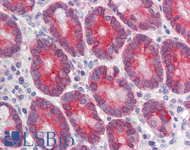 Anti-CLCA1 antibody IHC of human small intestine. Immunohistochemistry of formalin-fixed, paraffin-embedded tissue after heat-induced antigen retrieval. Antibody LS-B4111 concentration 3.75 ug/ml.
