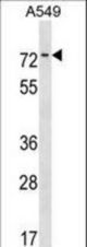 HKR1 Antibody western blot of A549 cell line lysates (35 ug/lane). The HKR1 antibody detected the HKR1 protein (arrow).