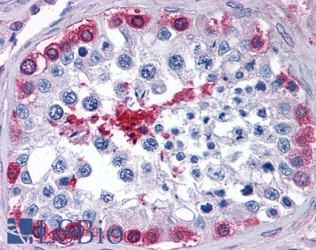 Anti-GPI antibody IHC of human testis. Immunohistochemistry of formalin-fixed, paraffin-embedded tissue after heat-induced antigen retrieval. Antibody LS-B4412 concentration 3.75 ug/ml.
