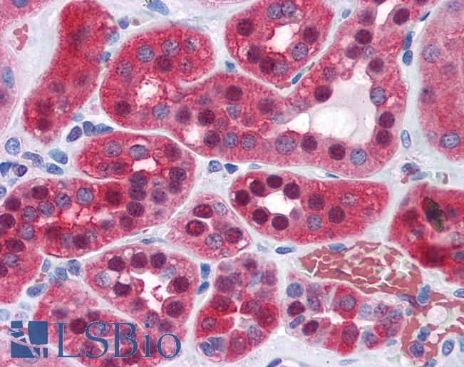 Anti-GPI antibody IHC of human kidney. Immunohistochemistry of formalin-fixed, paraffin-embedded tissue after heat-induced antigen retrieval. Antibody LS-B4412 concentration 3.75 ug/ml.
