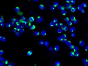 Immunofluorescent staining of Raji cells using anti-HLA-DMB antibody.
