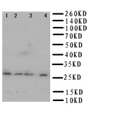 WB of HLA-DMB antibody. Lane 1: JURKAT Cell Lysate. Lane 2: JURKAT Cell Lysate. Lane 3: RAJI Cell Lysate . Lane 4: HUT Cell Lysate.
