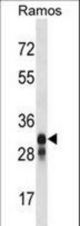 HLA-DMB Antibody western blot of Ramos cell line lysates (35 ug/lane). The HLA-DMB antibody detected the HLA-DMB protein (arrow).