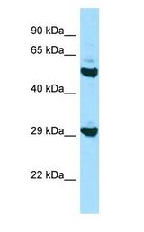 HLA-DOB antibody Western Blot of HepG2. Antibody dilution: 1 ug/ml.