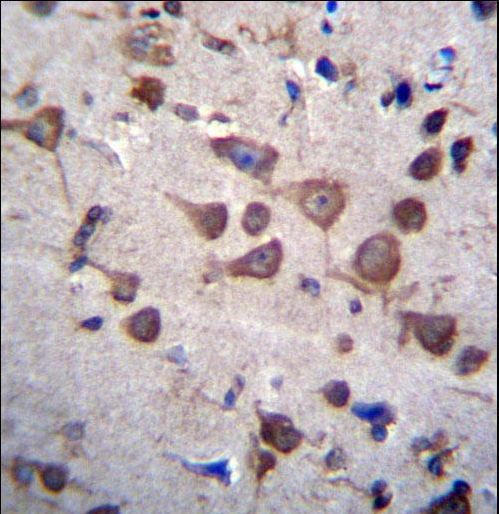 PIGA Antibody immunohistochemistry of formalin-fixed and paraffin-embedded human brain tissue followed by peroxidase-conjugated secondary antibody and DAB staining.