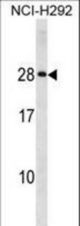HLA-DQA2 Antibody western blot of NCI-H292 cell line lysates (35 ug/lane). The HLA-DQA2 antibody detected the HLA-DQA2 protein (arrow).