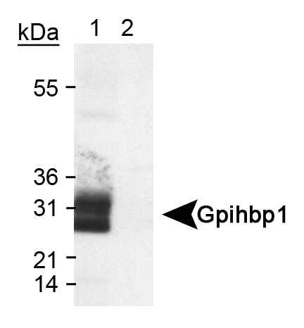 Detection of Gpihbp1 in transfected lysate (Lane 1). An empty vector lysate was used as a negative control (Lane 2).
