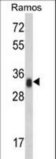 Western blot of HLA-DRA Antibody in Ramos cell line lysates (35 ug/lane). HLA-DRA (arrow) was detected using the purified antibody.