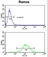HLA-DRA Antibody flow cytometry of Ramos cells (bottom histogram) compared to a negative control cell (top histogram). FITC-conjugated goat-anti-rabbit secondary antibodies were used for the analysis.
