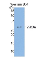 Western blot of recombinant GOB5 / CLCA1.