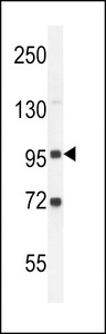 GPLD2-R694 western blot of K562 cell line lysates (35 ug/lane). The GPLD2 antibody detected the GPLD2 protein (arrow).