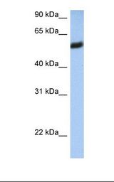 721_B cell lysate. Antibody concentration: 1.0 ug/ml. Gel concentration: 12%.