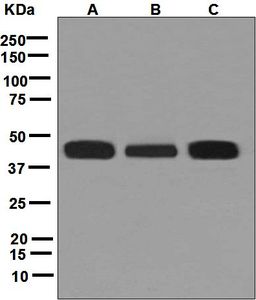 Western blot analysis on (A) HT-1376, (B) human tonsil, and (C) JAR lysates using anti-HLA-F antibody.