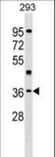 HLF Antibody western blot of 293 cell line lysates (35 ug/lane). The HLF antibody detected the HLF protein (arrow).