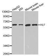 Western blot analysis of extracts of various cell lines, using HLF antibody.