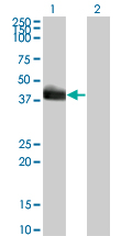 Western Blot analysis of HLF expression in transfected 293T cell line by HLF monoclonal antibody (M01), clone 1F12-1C4.Lane 1: HLF transfected lysate(33.2 KDa).Lane 2: Non-transfected lysate.