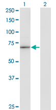 Western Blot analysis of HLX expression in transfected 293T cell line by HLX1 monoclonal antibody (M05), clone 1B9.Lane 1: HLX transfected lysate (Predicted MW: 50.8 KDa).Lane 2: Non-transfected lysate.