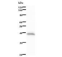 Western blot analysis of immunized recombinant protein, using anti-HMBOX1 monoclonal antibody.
