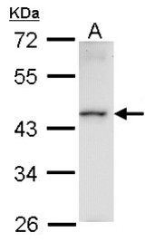 Sample (30 ug of whole cell lysate). A: Raji. 10% SDS PAGE. HMBOX1 antibody diluted at 1:1000.