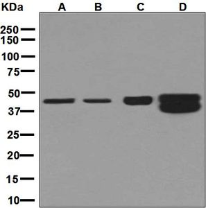Western blot analysis on (A) HepG2, (B) HeLa, (C) U937, and (D) K562 cell lysates using anti-HMBS antibody.