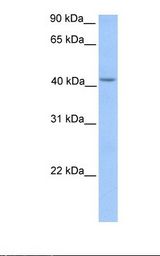 Fetal liver lysate. Antibody concentration: 1.0 ug/ml. Gel concentration: 12%.