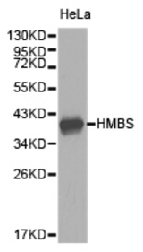 Western blot of extracts of HeLa cell lines, using HMBS antibody.